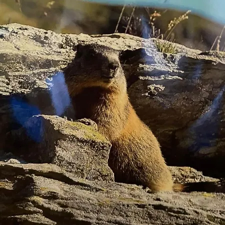 Im Haus Primula Apartamento