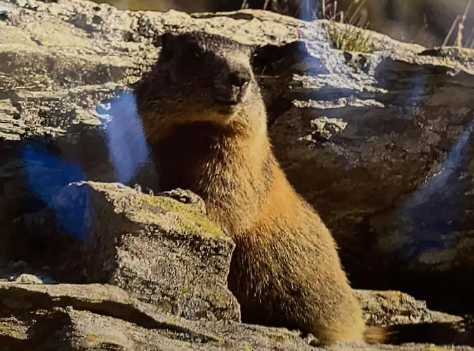 Im Haus Primula Appartement